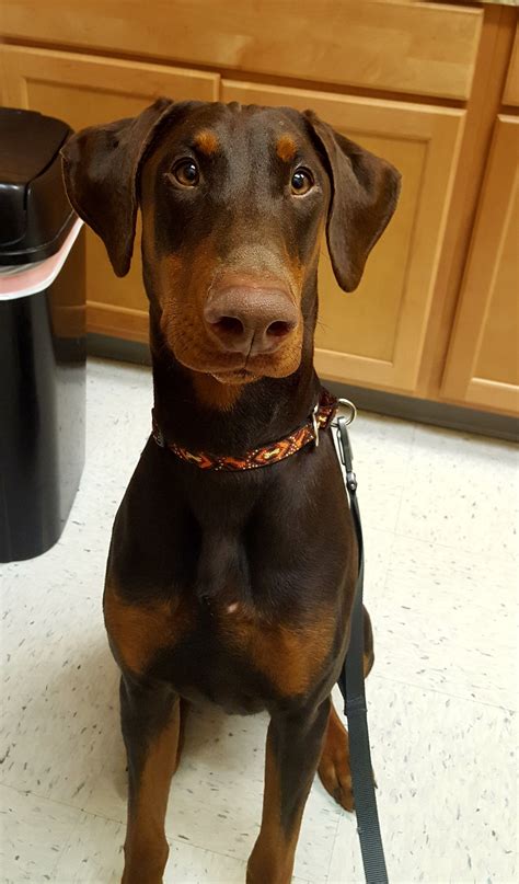 craigslist doberman pinscher puppies|doberman pinscher puppies for adoption.